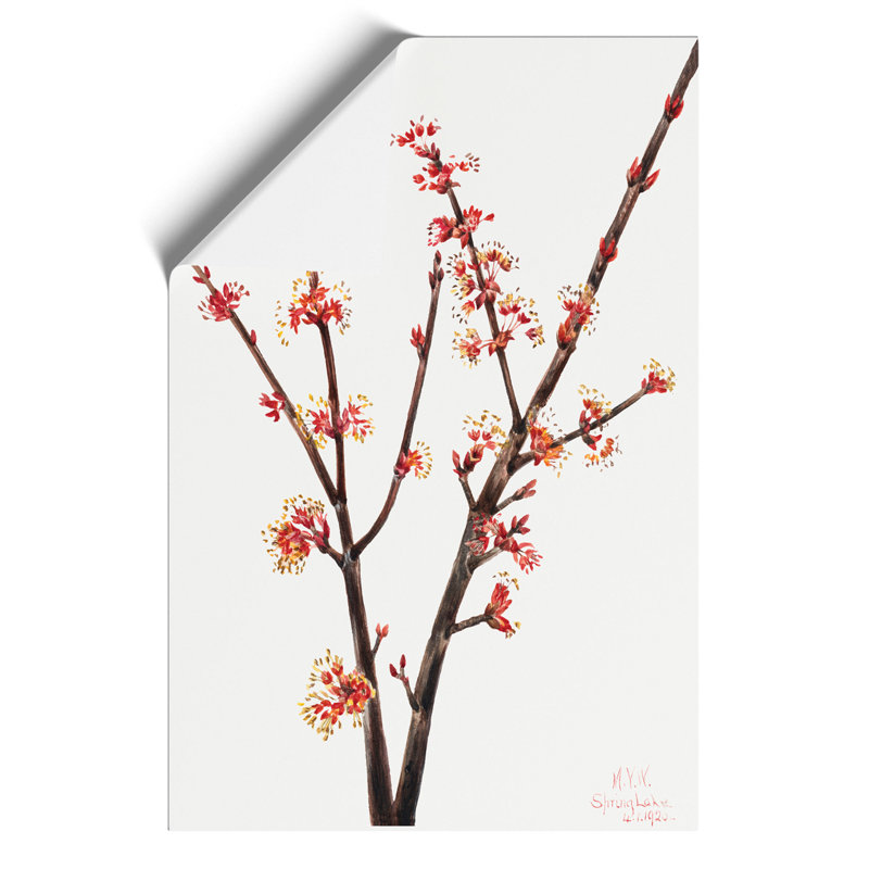 Red Maple by Mary Vaux Walcott - No Frame Painting, 59cm H x 42cm W x 0.1cm D