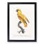 Senegal Parrot by F. Levaillant - Picture Frame Painting Print-55619011-55619012