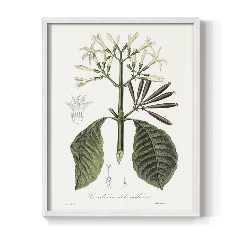 Tropical Botanical IV, reproduction encadrée - bois massif, H 15 po x l 12 po, Blanc