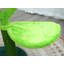 Catry 39.5" Floral Cat Tree with Hammock and Condo