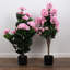 Lilas en pot - moyen-1640272737