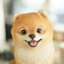 Pomeranian | Handpainted Decorative Puppy Statue for Home & Garden Decor | Premium Polyresin Dog Statue | Gift for Dog Lovers | Weather-Resistant Indoor/Outdoor Decor-1448914475