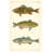World Menagerie Pretre Gallery Wrapped Canvas Art Titled: Freshwater Fish I