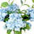 Hydrangea Arrangement in Vase