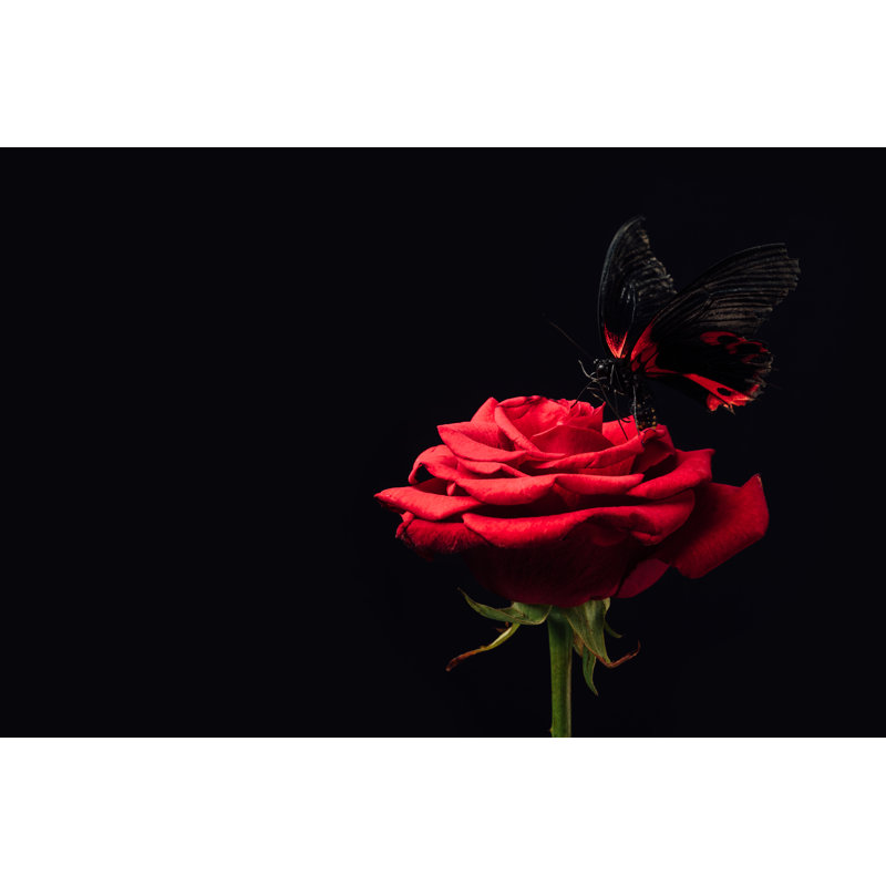 Adelmis papillon sur une photographie sur toile, H 8 po x l 12 po