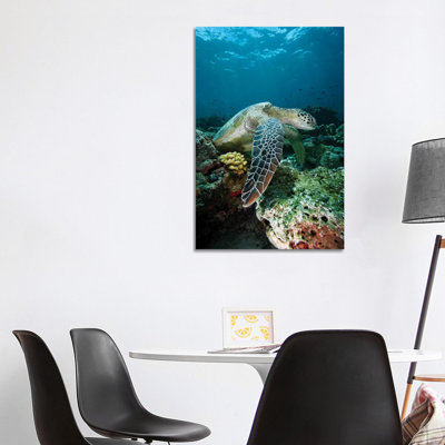 Green Sea Turtle On Coral Reef, Endangered, Sipadan Island, Celebes Sea, Borneo 1 Piece Wrapped Canvas Wall Art