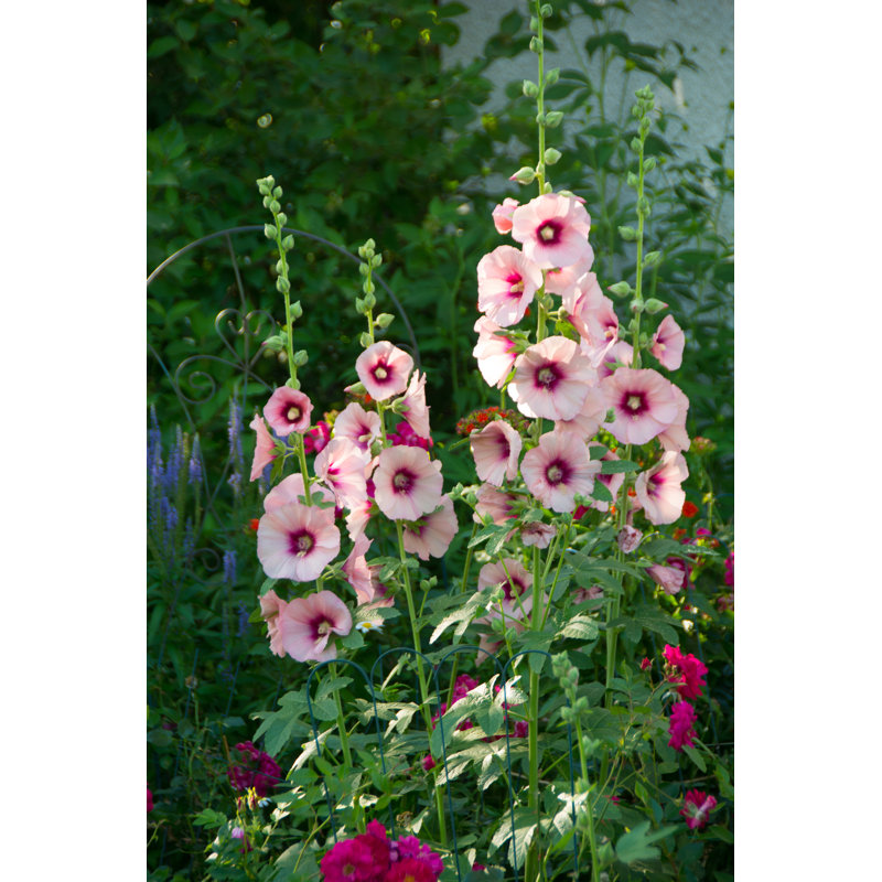 Hollyhock by Wwing - Wrapped Canvas Print, 122cm H x 81cm W