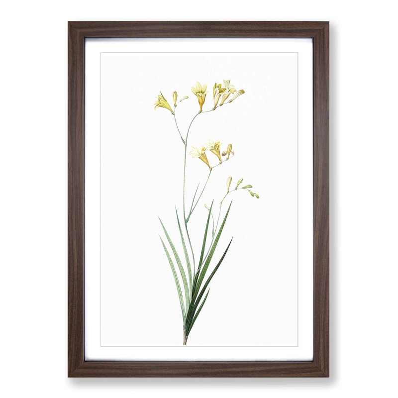 Freesia Flowers by Pierre-Joseph Redoute - Picture Frame Painting Print, 65cm H x 48cm W x 2cm D, Walnut Framed