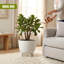 Pot Planter-1997531619-1997531616