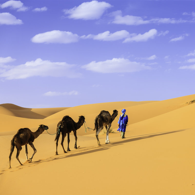 Camels In Africa by Hadynyah - No Frame Art Prints on Canvas, 122cm H x 122cm W