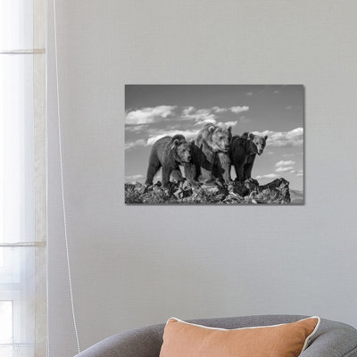 Grizzly Bear Mother With Two One Year Old Cubs, North America - Wrapped Canvas Print