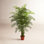 Sommer Areca Palm Tree in Pot