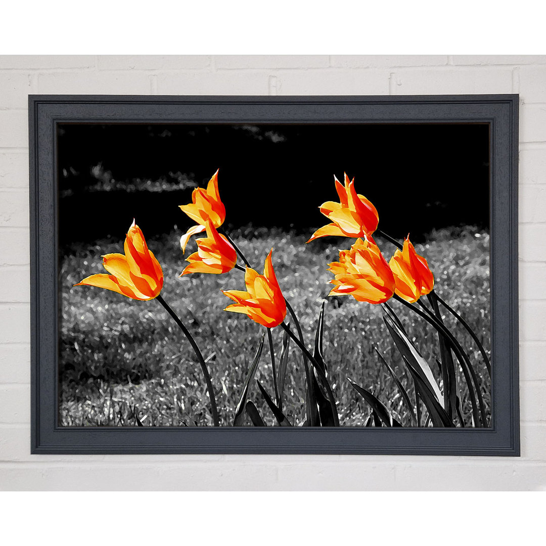 Orangefarbene Tulpen auf B N W - Druck