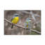 No Frame Print on Canvas-1132844823