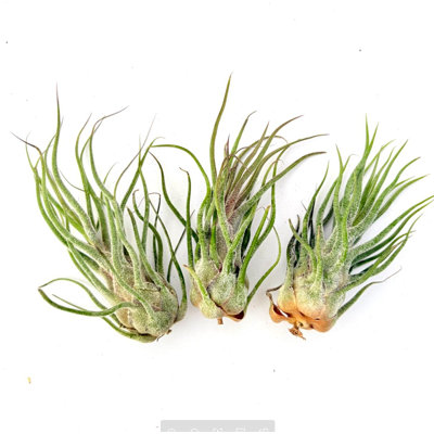 Air Plant Pruinosa 2PK 3"-4"