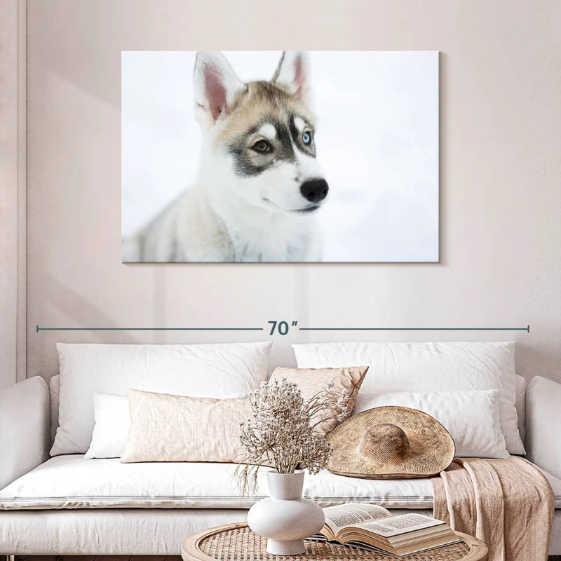 Brampt Glaring Husky, 30" H x 45" W