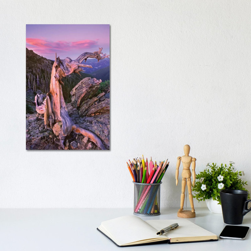 Rocky Mountains Bristlecone Pine Tree Overlooking Forest, Rocky Mountain National Park, Colorado by Tim Fitzharris - Wrapped Canvas Print