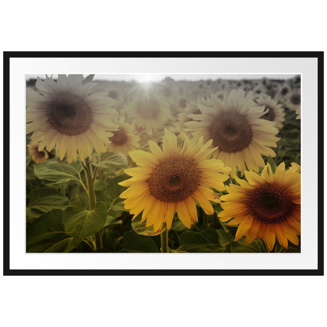 Gerahmtes Poster Sonnenblumen auf dem Feld