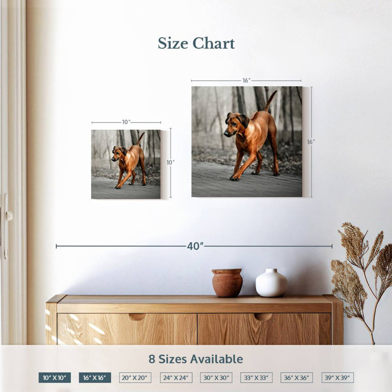 Brampt Rhodesian Ridgeback Puppy, 10" H x 10" W