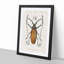 Beetle Illustration PL.11 by Charles D'Orbigny Framed Print