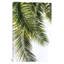 «Palm Leaves», impression sur toile-21494258-72001139