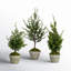 Simms 32'' Faux Cedar Tree in Cement Pot