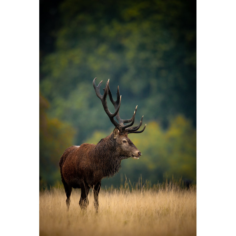 Large Red Buck by DamianKuzdak - Wrapped Canvas Print, 46cm H x 30cm W x 3.8cm D