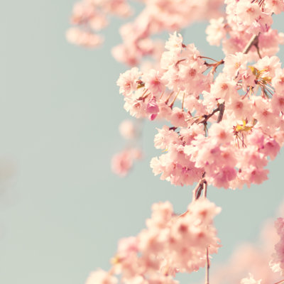 Vintage Cherry Blossoms - Wrapped Canvas Print