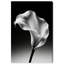 Petal Wave Print by Oliver Gal-610960038-610960084
