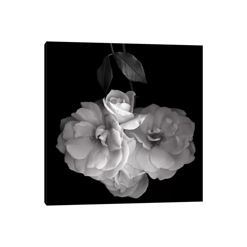 Rose White XVI by Magda Indigo - Wrapped Canvas Print, 45.72 cm H x 45.72 cm W