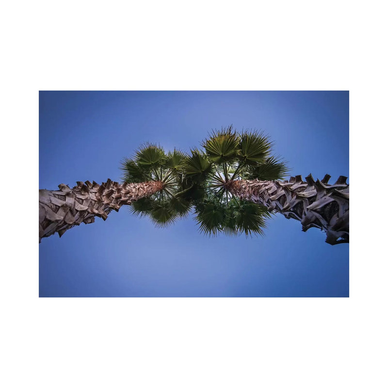 Pine Cones On The Tree by Glauco Meneghelli - Wrapped Canvas Print, 30.48cm H x 45.72cm W x 1.905cm D