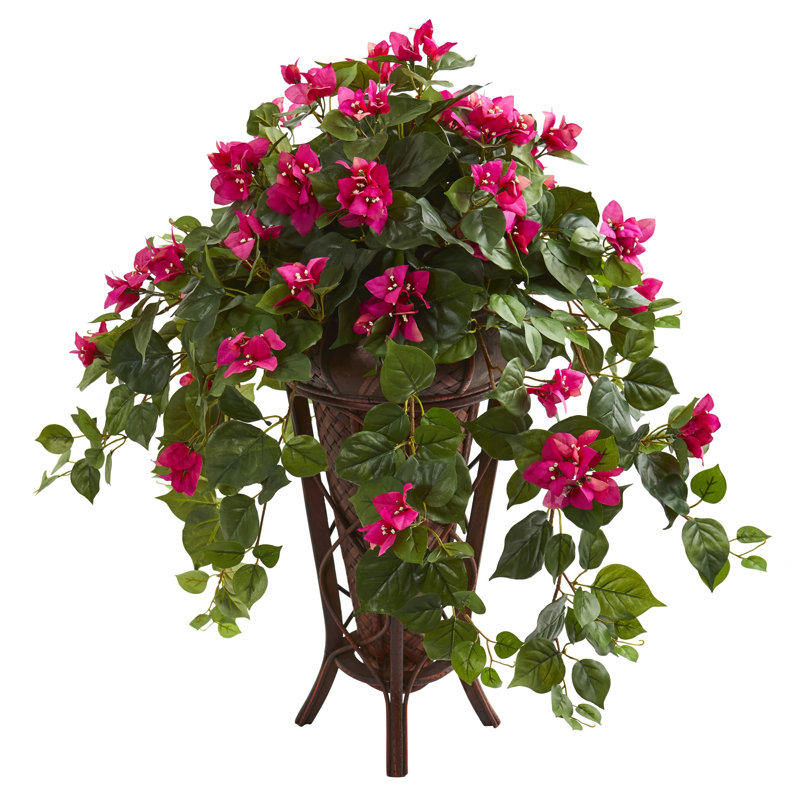 Plante de fleurs en pot bougainvillea floor, Rose