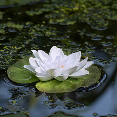  Aquagarden 5.5 in. Floating Lily Pad