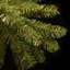Sapin Dunhill avec lumières claires-727777758