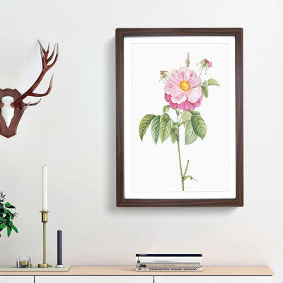 A Provins Rose In Pink by Pierre-Joseph Redoute - Single Picture Frame Painting