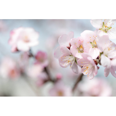 Almond Blossom In Japan by Kumikomini - Wrapped Canvas Print