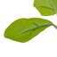 Faux Aralia Faux Foliage Tree in Pot-150141443