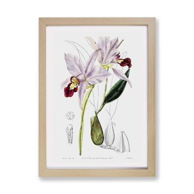 Pale Purple Cattleya Orchids - Framed Print