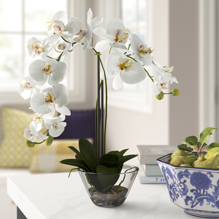 Three Posts™ Orchid Arrangement in Vase & Reviews | Wayfair