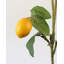 Faux Lemon Branch