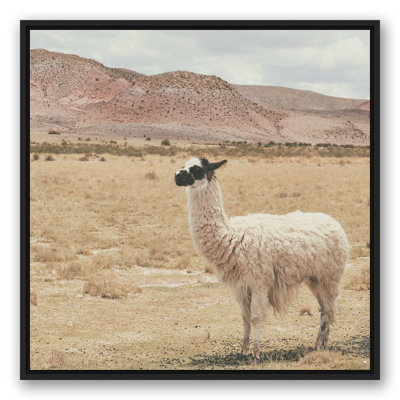 Lama dans un champ