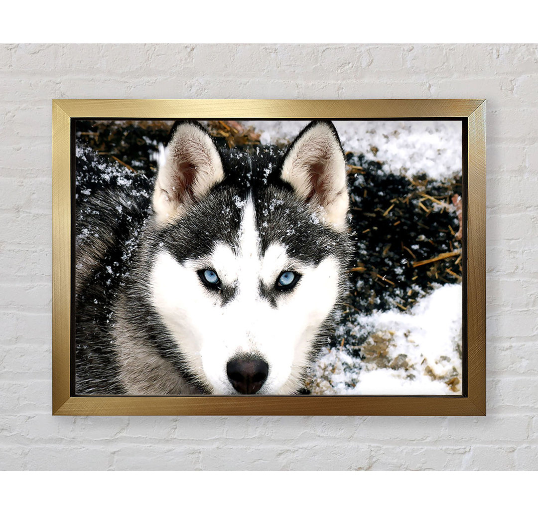 Siberian Husky Wolf - Druck