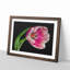 Pink Tulip - Single Picture Frame Print on MDF-56704910-56704911