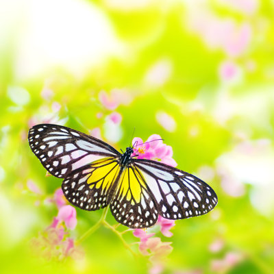 «Butterfly on Flower» par Calypt - Photographie sur toile tendue