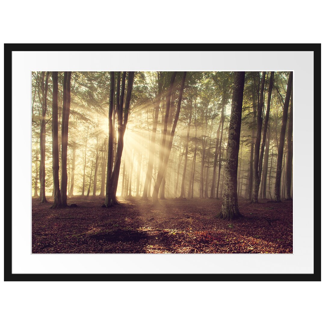 Gerahmtes Poster Waldlichtung im Sonnenschein