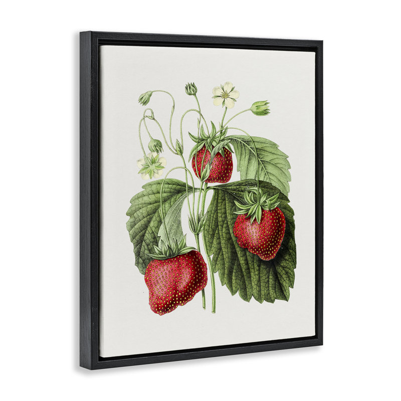 «Vintage Strawberries Study», art mural encadré flottant par lettré et doublé, Cadre flottant noir de jais, H 21 po x l 17 po
