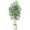Adcock Ficus Tree in Pot