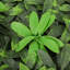 6cm Faux Ivy Hedge