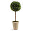 Preserved Greens 23.25" Single Ball Topiary-846903776