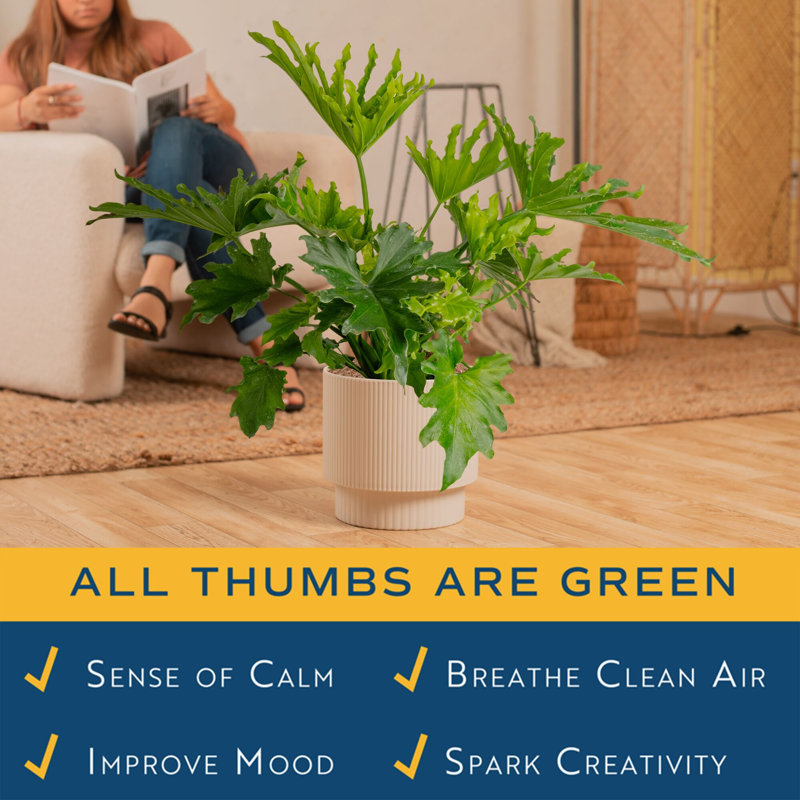 Lacy Tree, Selloum in Mid-Century Modern Planter